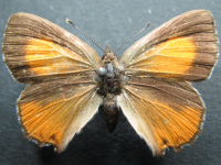 Adult Female Upper of Fiery Copper - Paralucia pyrodiscus